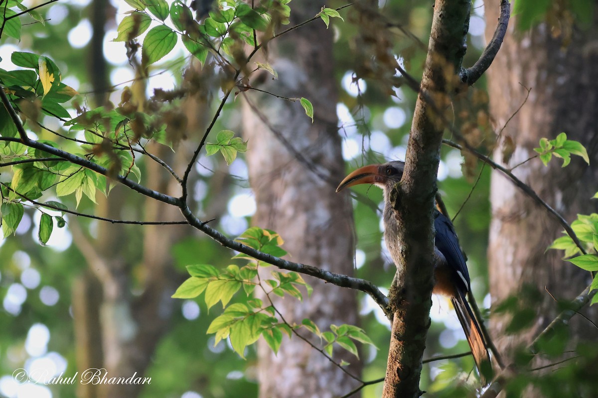 Malabar Gray Hornbill - ML552019961