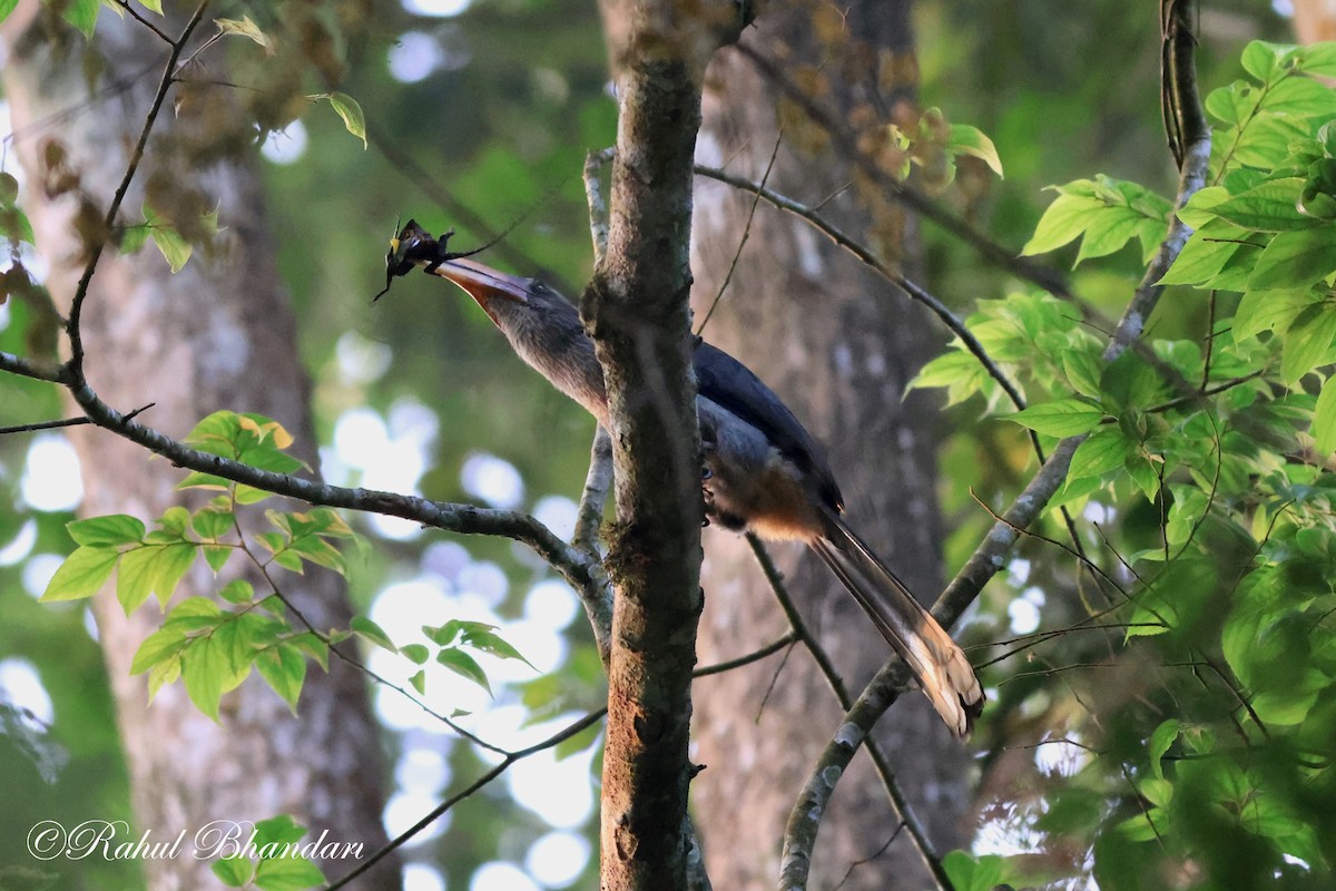 Malabar Gray Hornbill - ML552020011