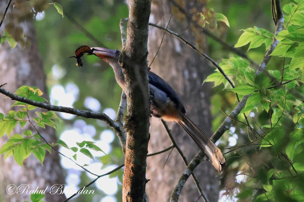 Malabar Gray Hornbill - ML552020041