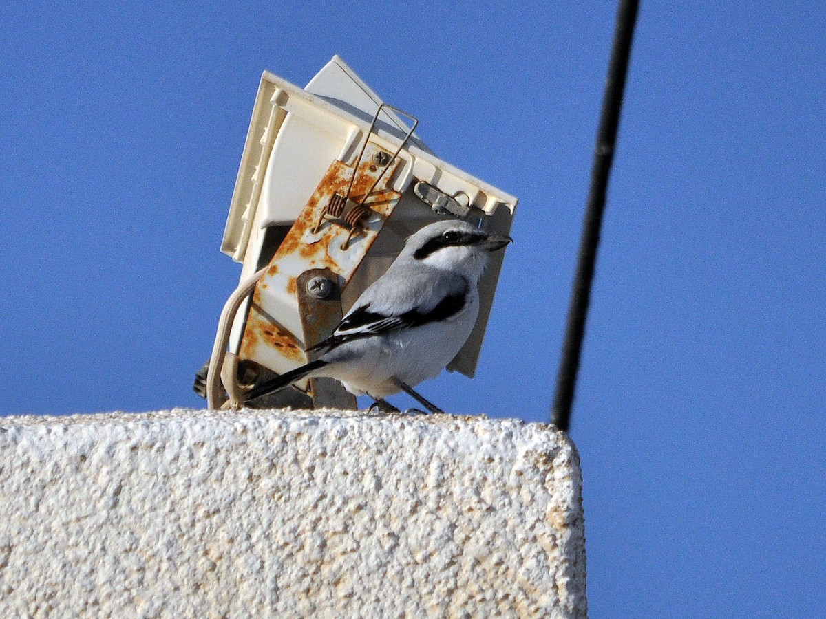 Great Gray Shrike (Arabian) - ML552021111