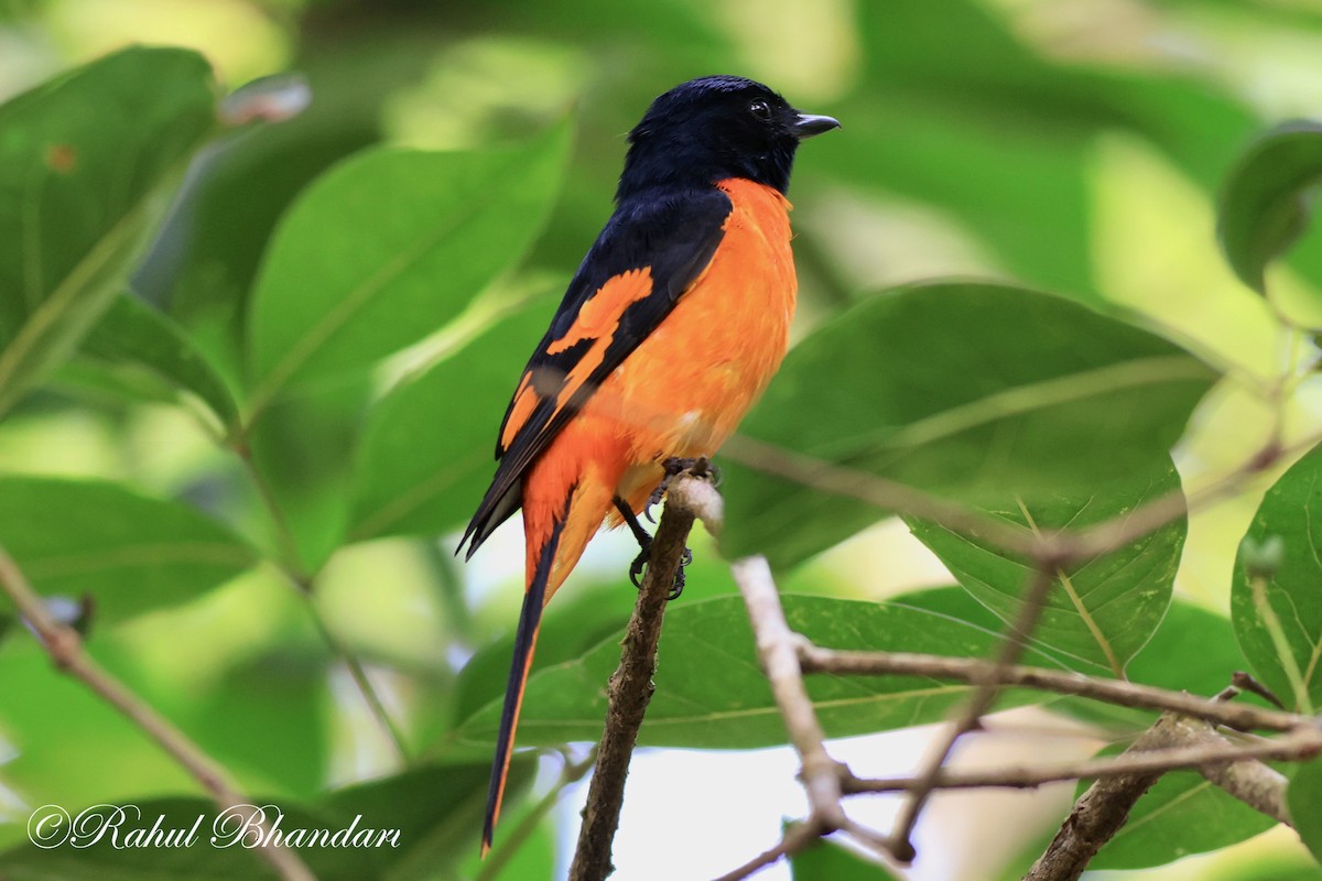 Minivet Naranja - ML552022001