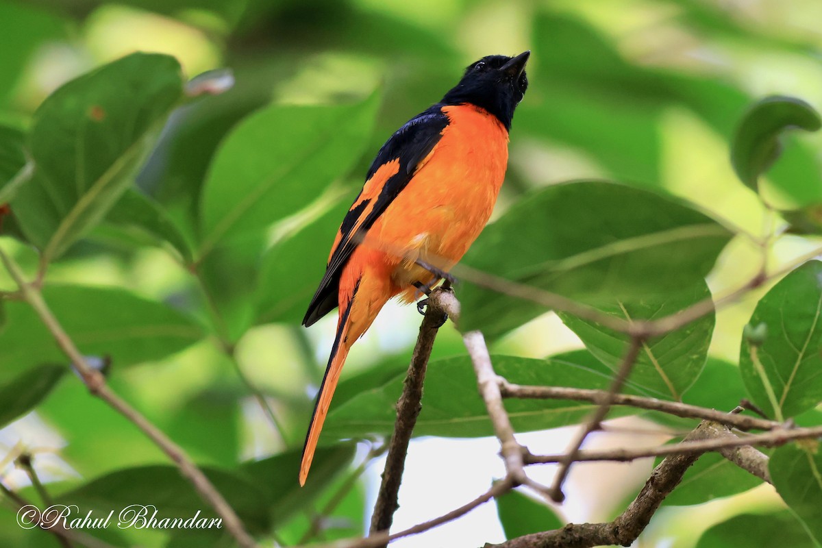 Minivet Naranja - ML552022011