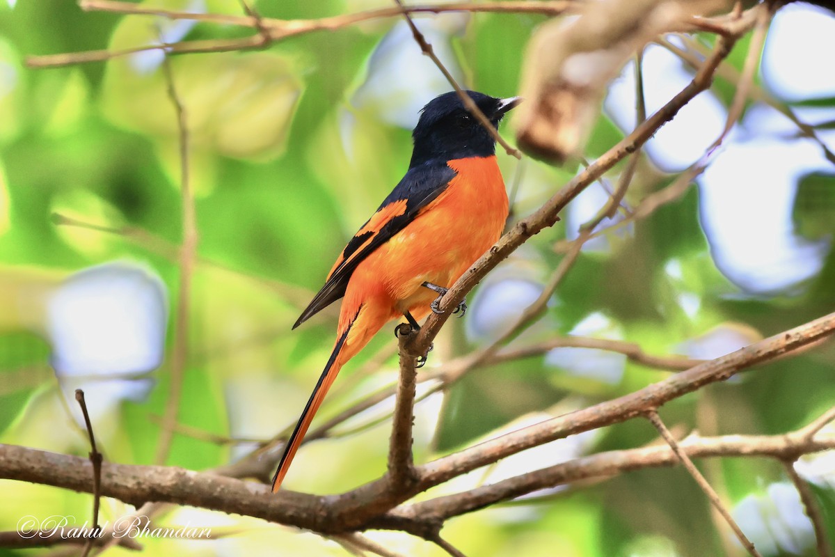 Minivet Naranja - ML552022021