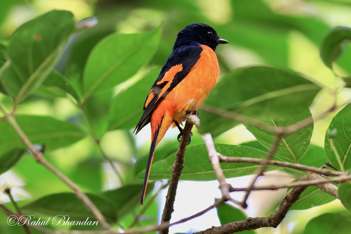 Minivet Naranja - ML552022031