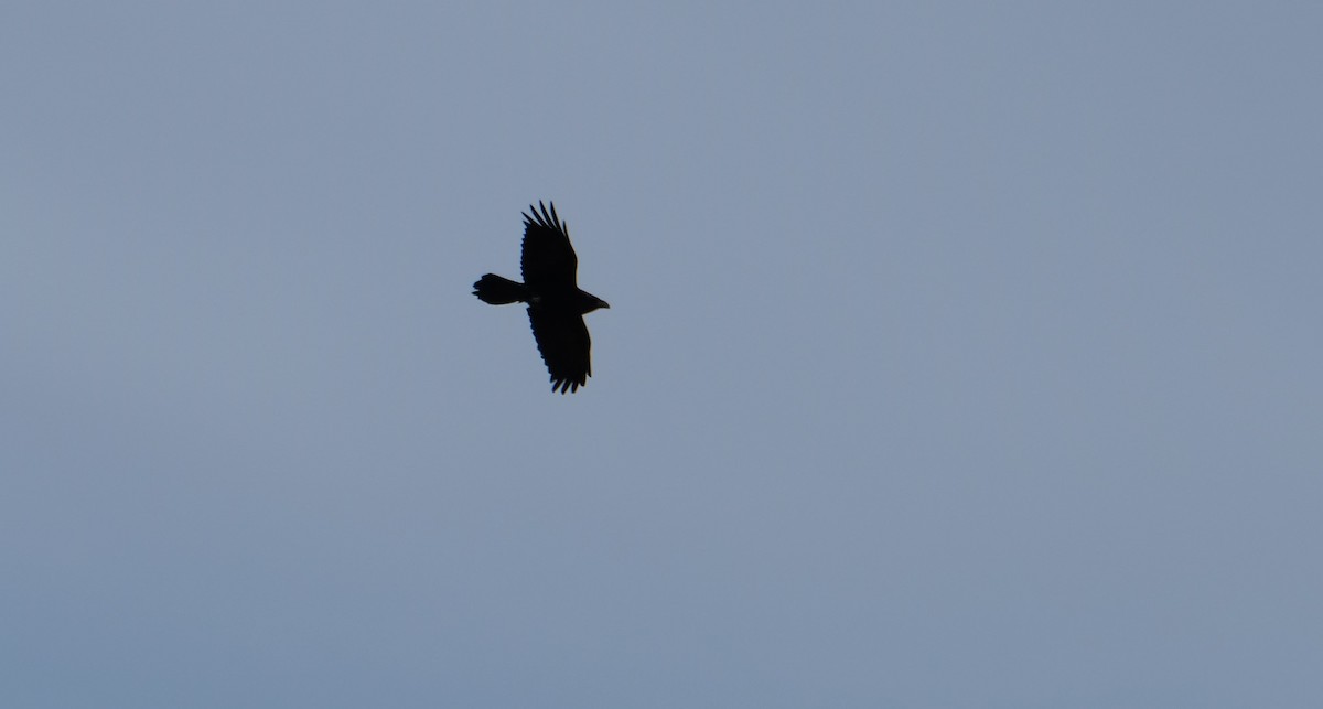 Хон хэрээ - ML552023101