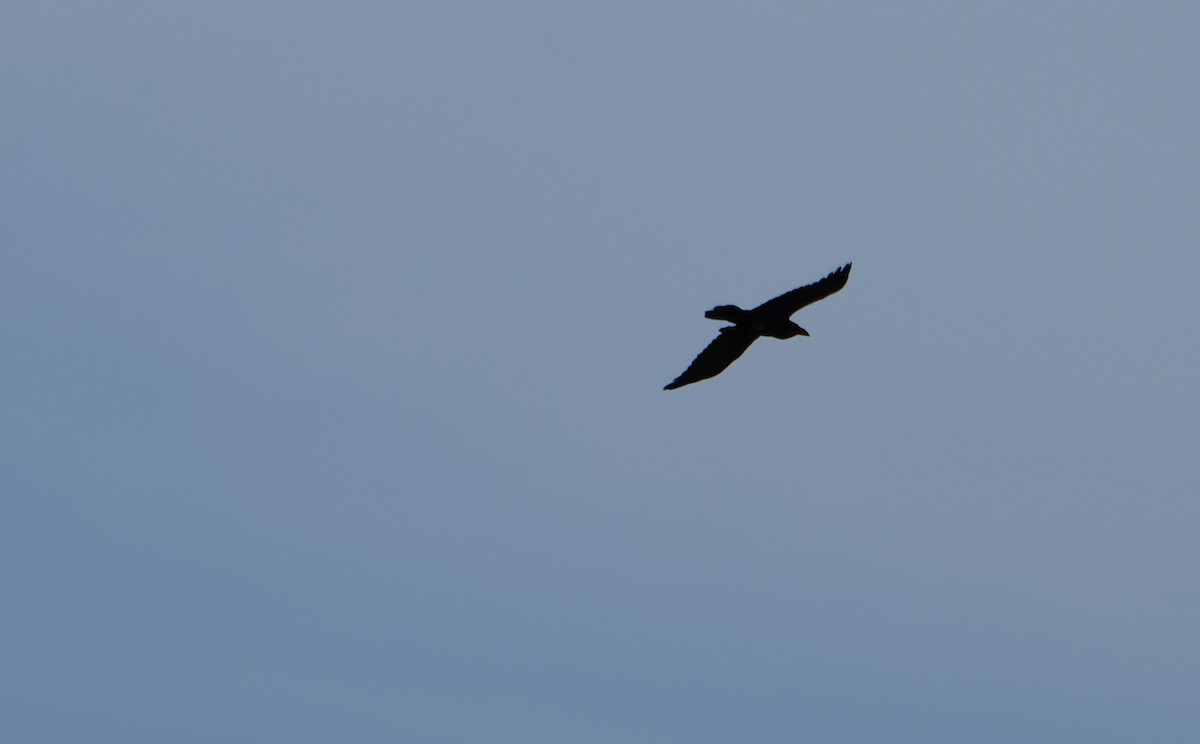 Хон хэрээ - ML552023111