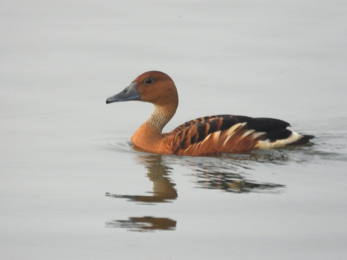 Fulvous Whistling-Duck - ML552023171