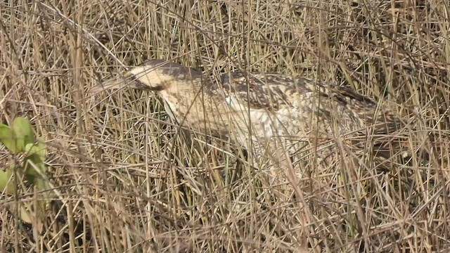Eurasian Bittern - ML552023181