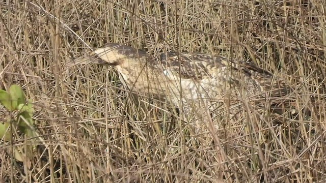 Great Bittern - ML552023181