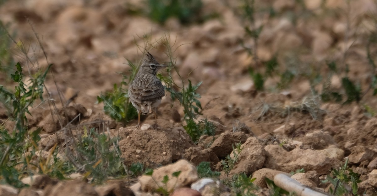 Согсоот болжмор - ML552023671