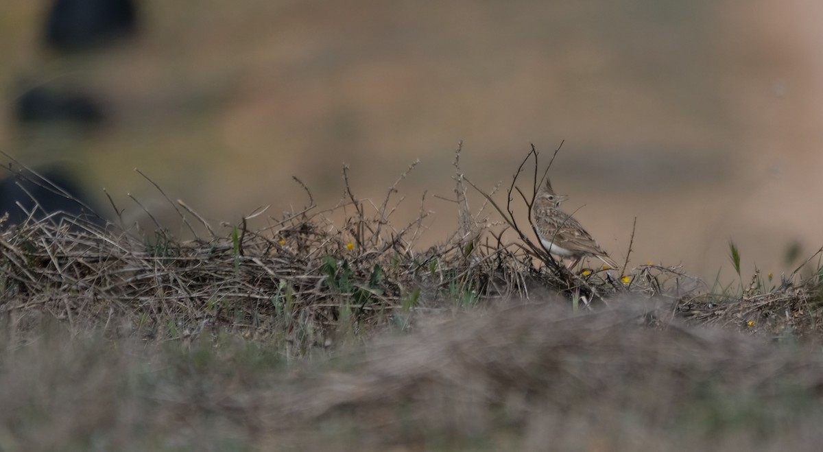 Согсоот болжмор - ML552023681