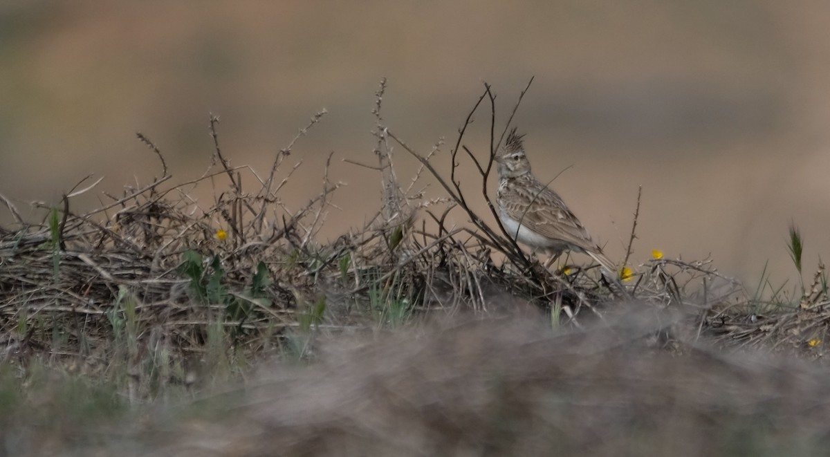 Согсоот болжмор - ML552023691