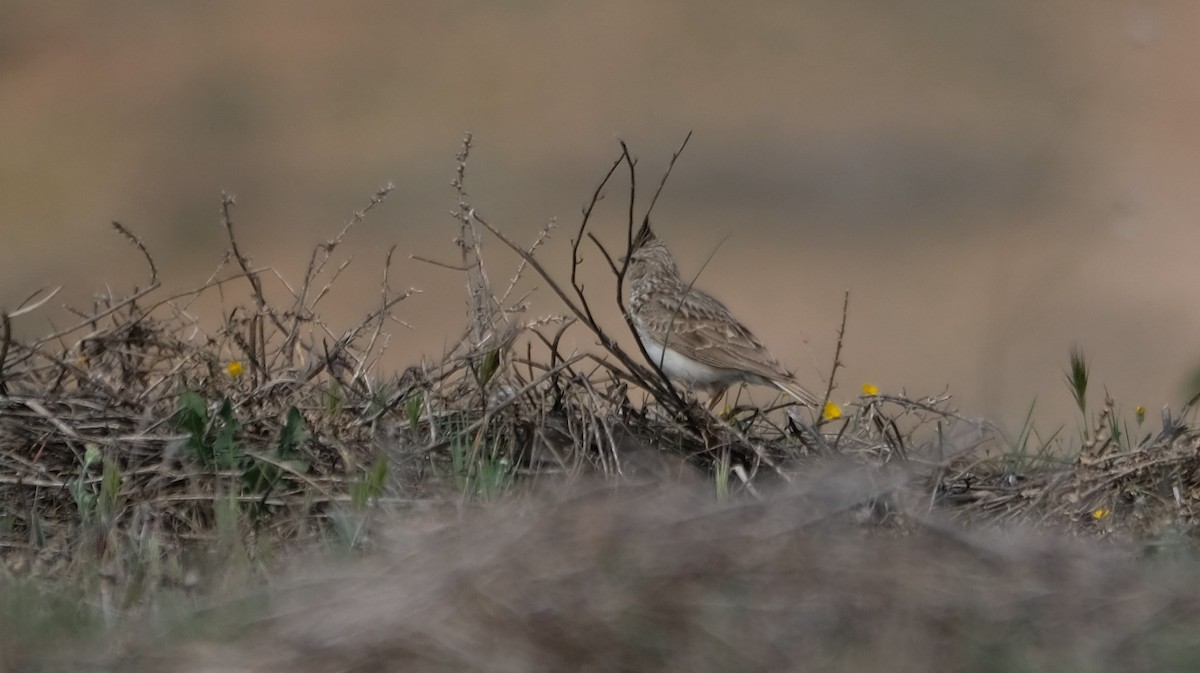 Согсоот болжмор - ML552023701
