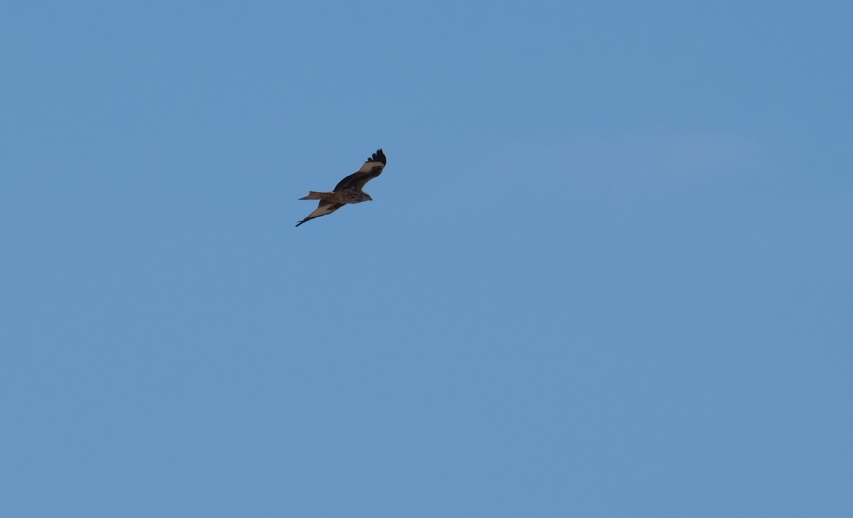 Red Kite - ML552023731