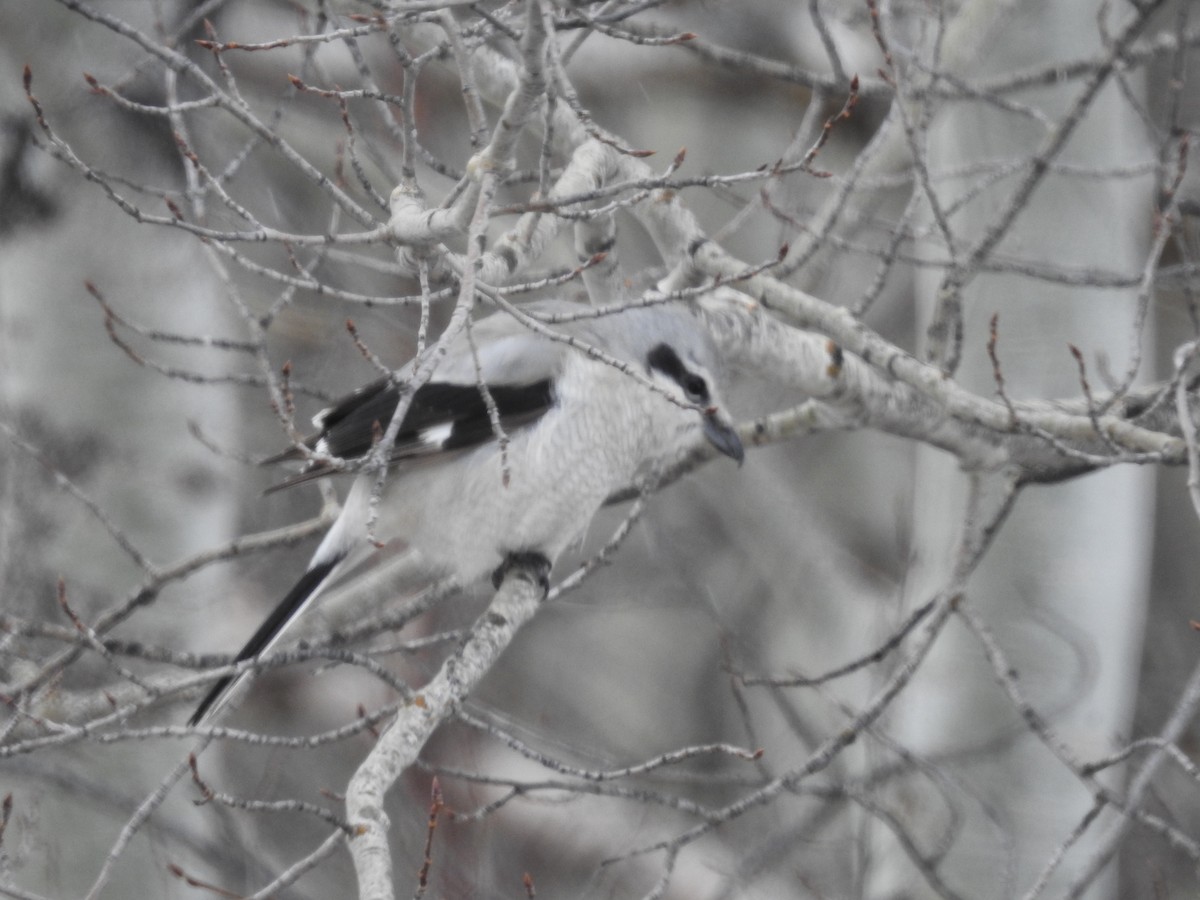 Alcaudón Boreal - ML552024061