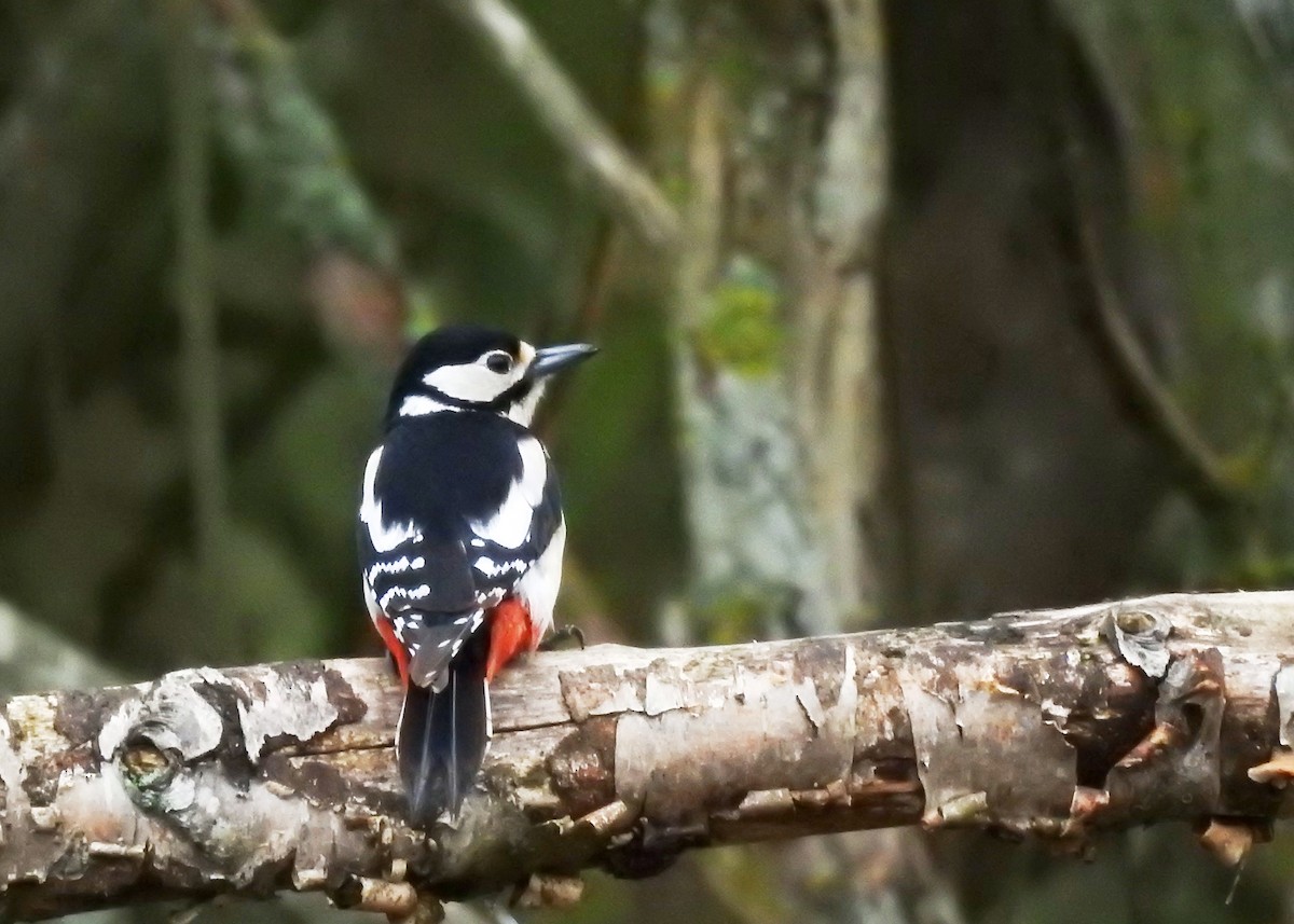 Great Spotted Woodpecker - ML552024111