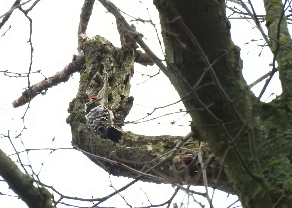 Lesser Spotted Woodpecker - ML552024191