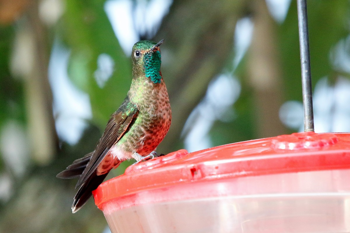 kolibřík dřišťálový - ML55202441