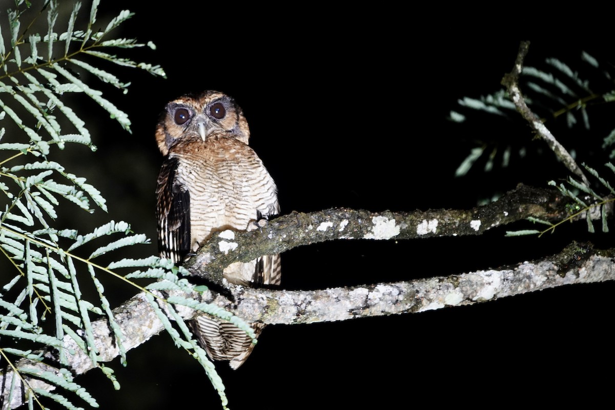 Brown Wood-Owl (Bornean) - ML552024511