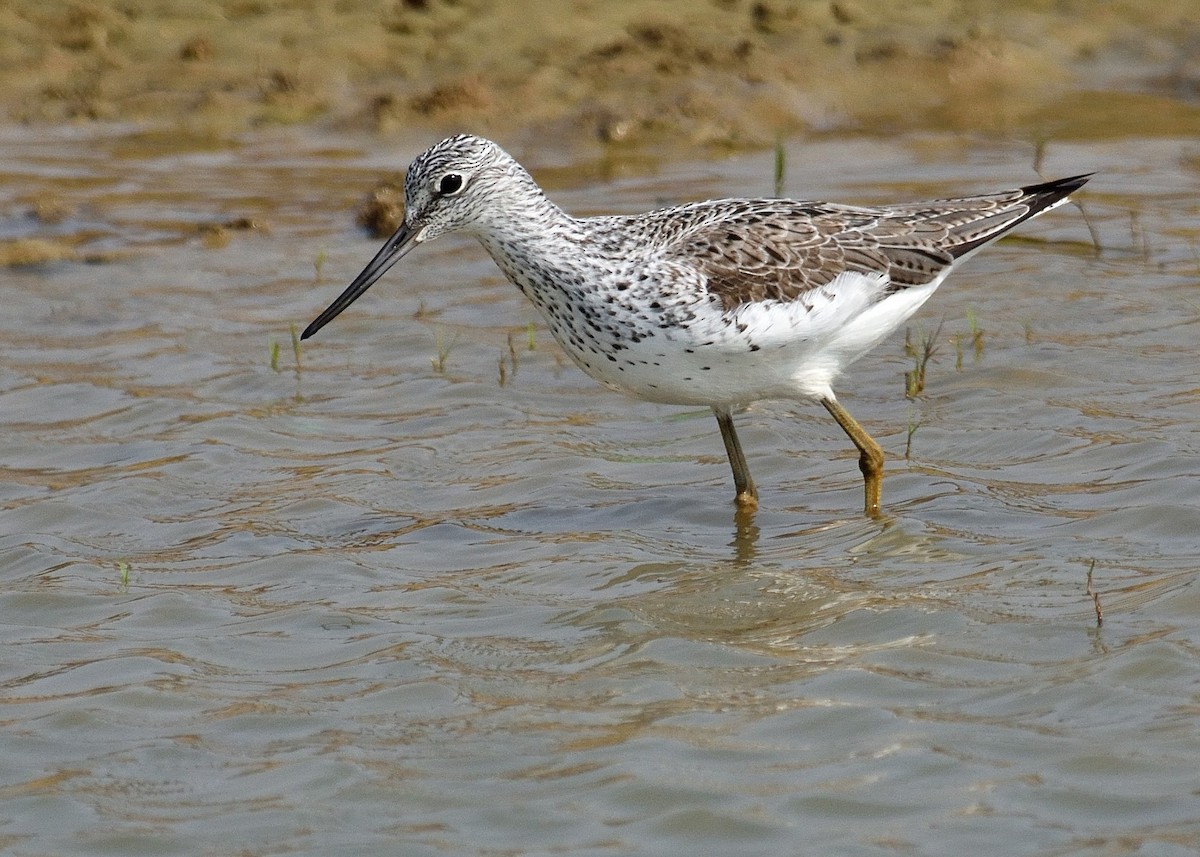 Common Greenshank - Mallika Rajasekaran