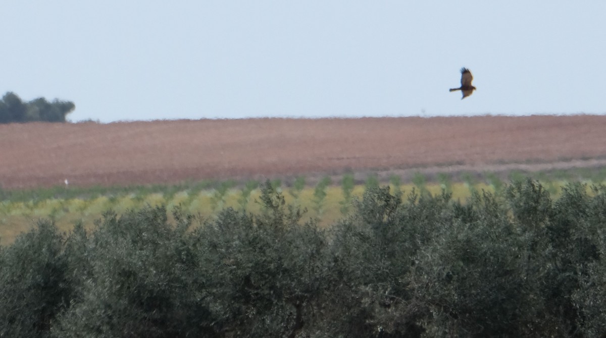 Намгийн хулд - ML552024981