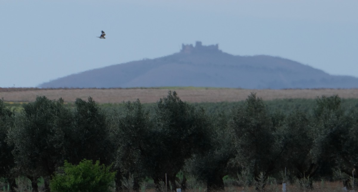 Намгийн хулд - ML552025001