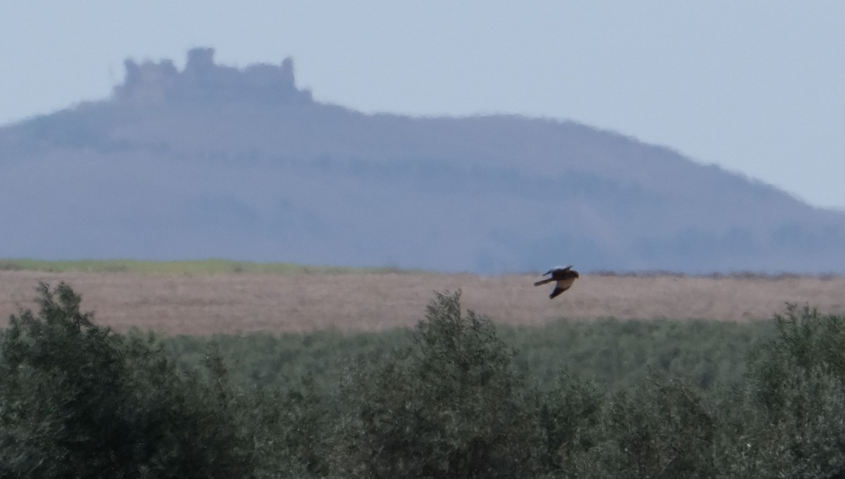 Намгийн хулд - ML552025011