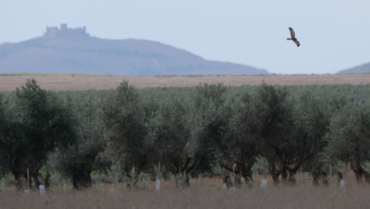 Намгийн хулд - ML552025021