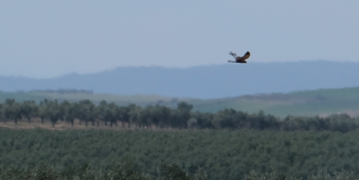 Намгийн хулд - ML552025031