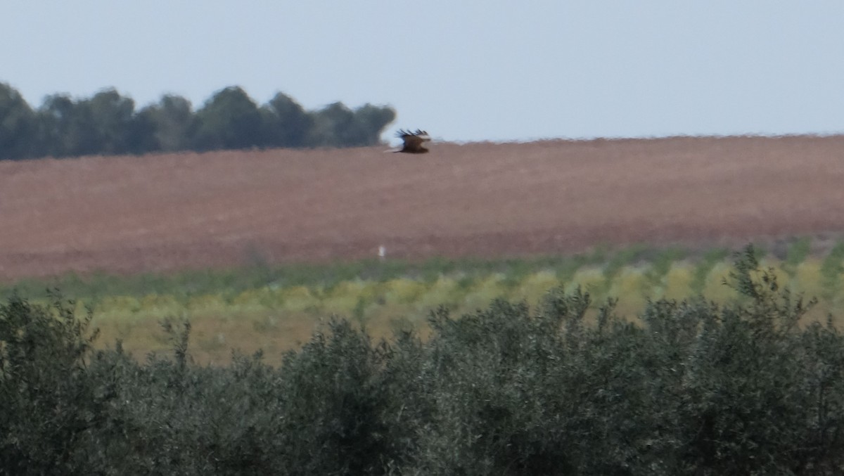 Намгийн хулд - ML552025041