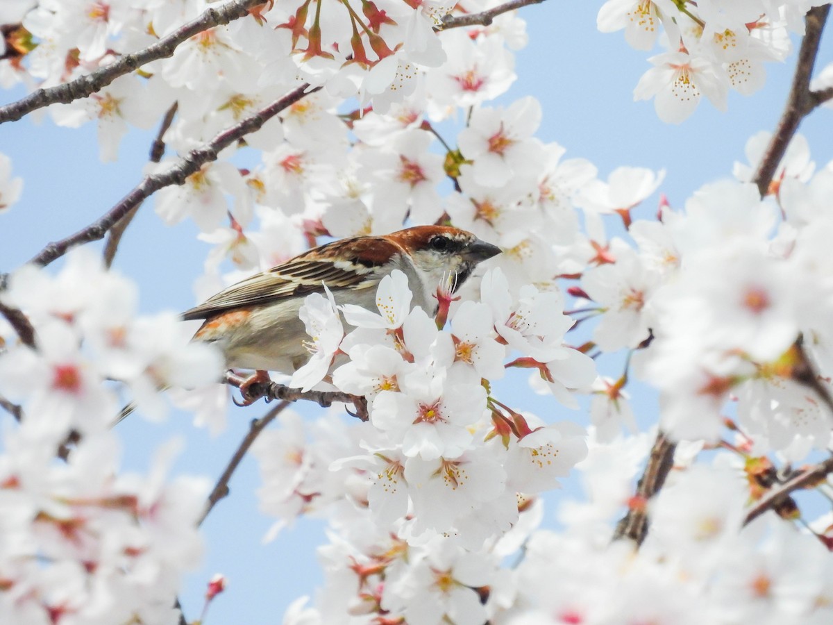 Russet Sparrow - ML552025911