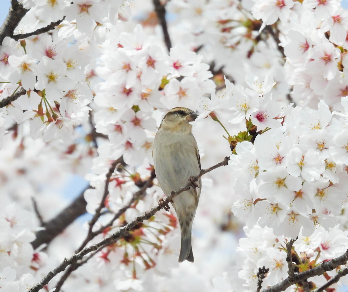 Russet Sparrow - ML552025921