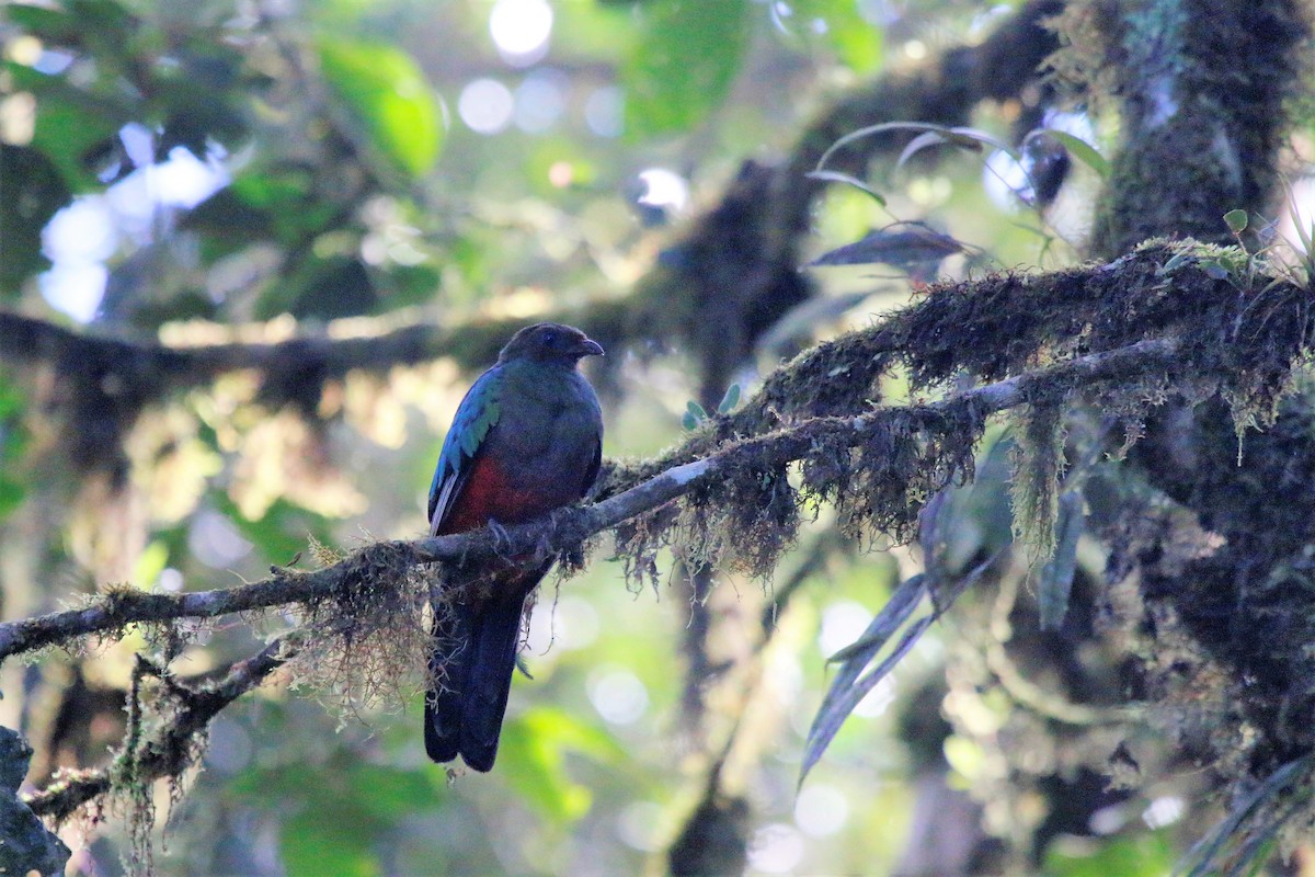 Quetzal Crestado - ML55202651