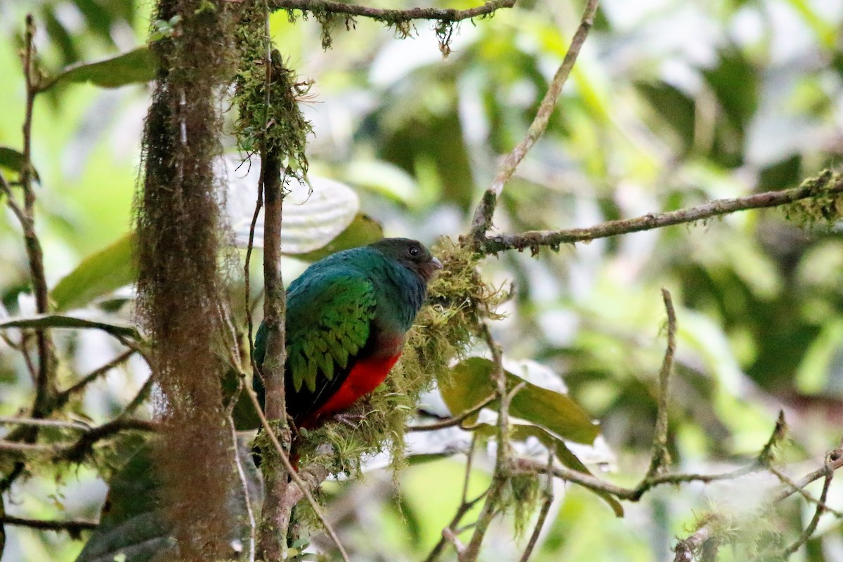 Crested Quetzal - Madeleine Sandefur