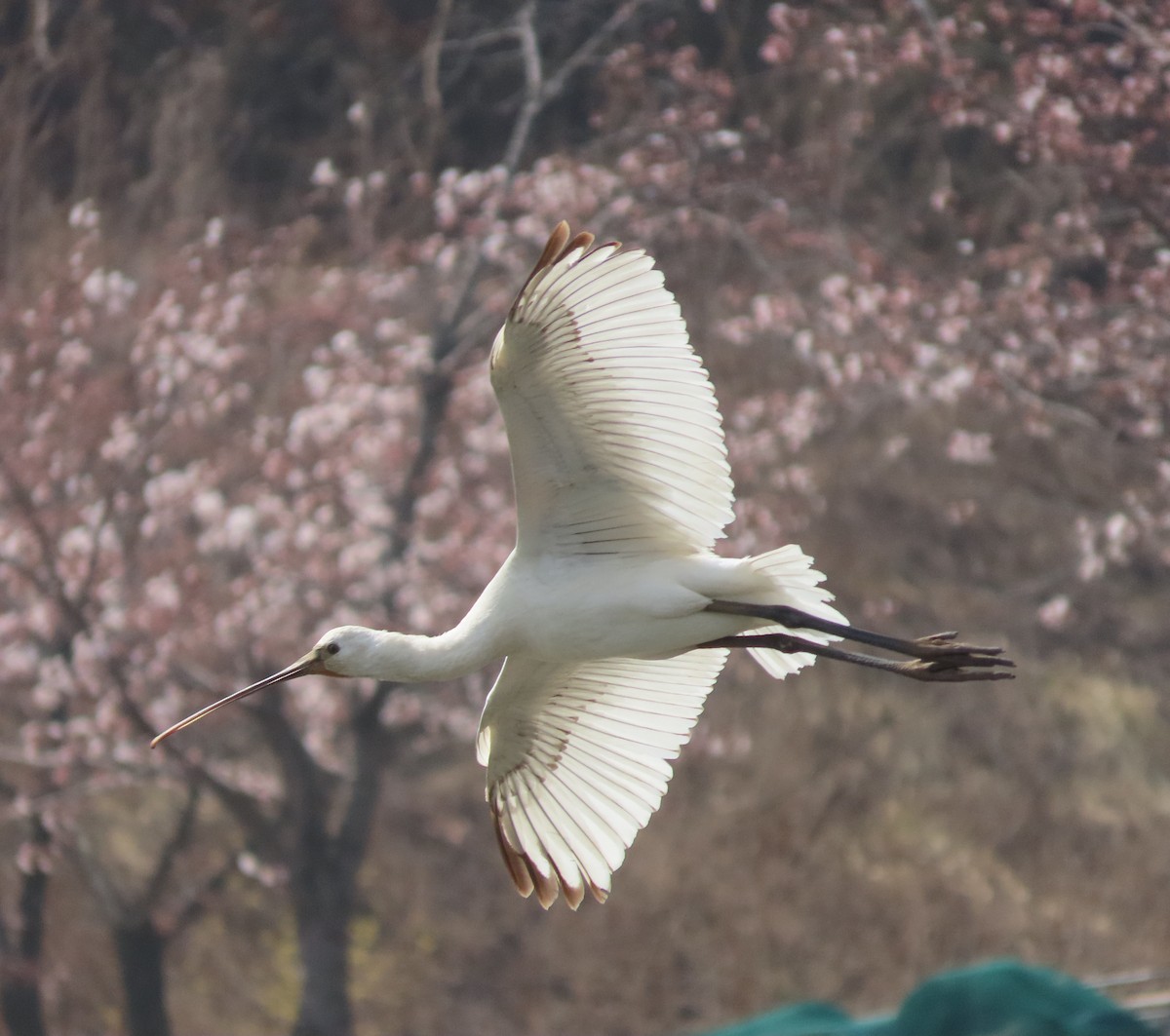 Eurasian Spoonbill - Mingyun Seo