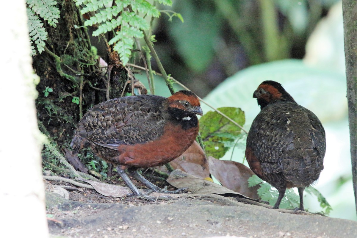 Rufous-fronted Wood-Quail - Madeleine Sandefur