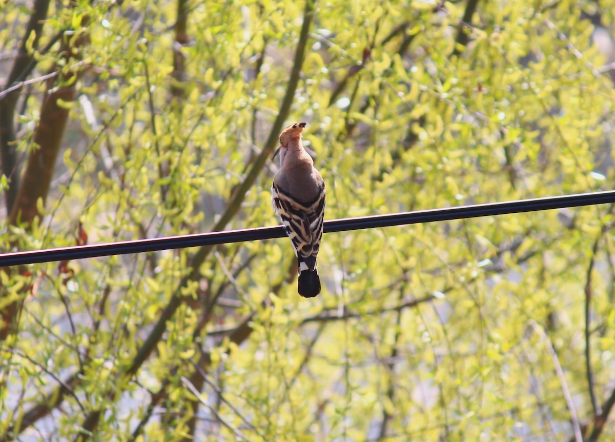 Common Hoopoe - ML552030281