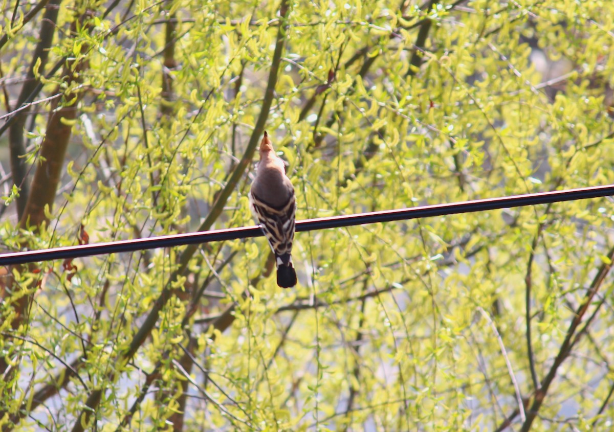 Common Hoopoe - ML552030291