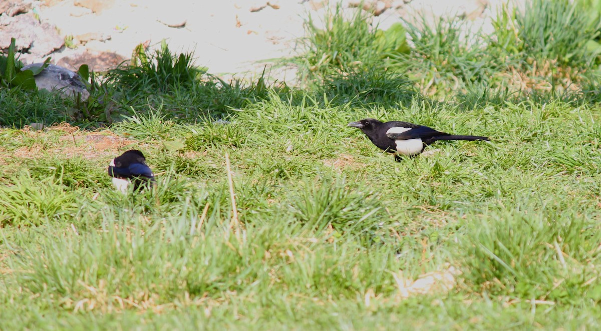 Black-rumped Magpie - ML552030311