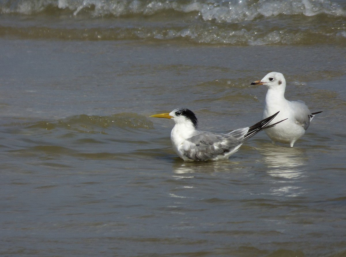 Great Crested Tern - ML552031181