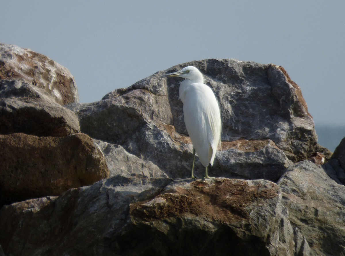 Chinese Egret - ML552031211