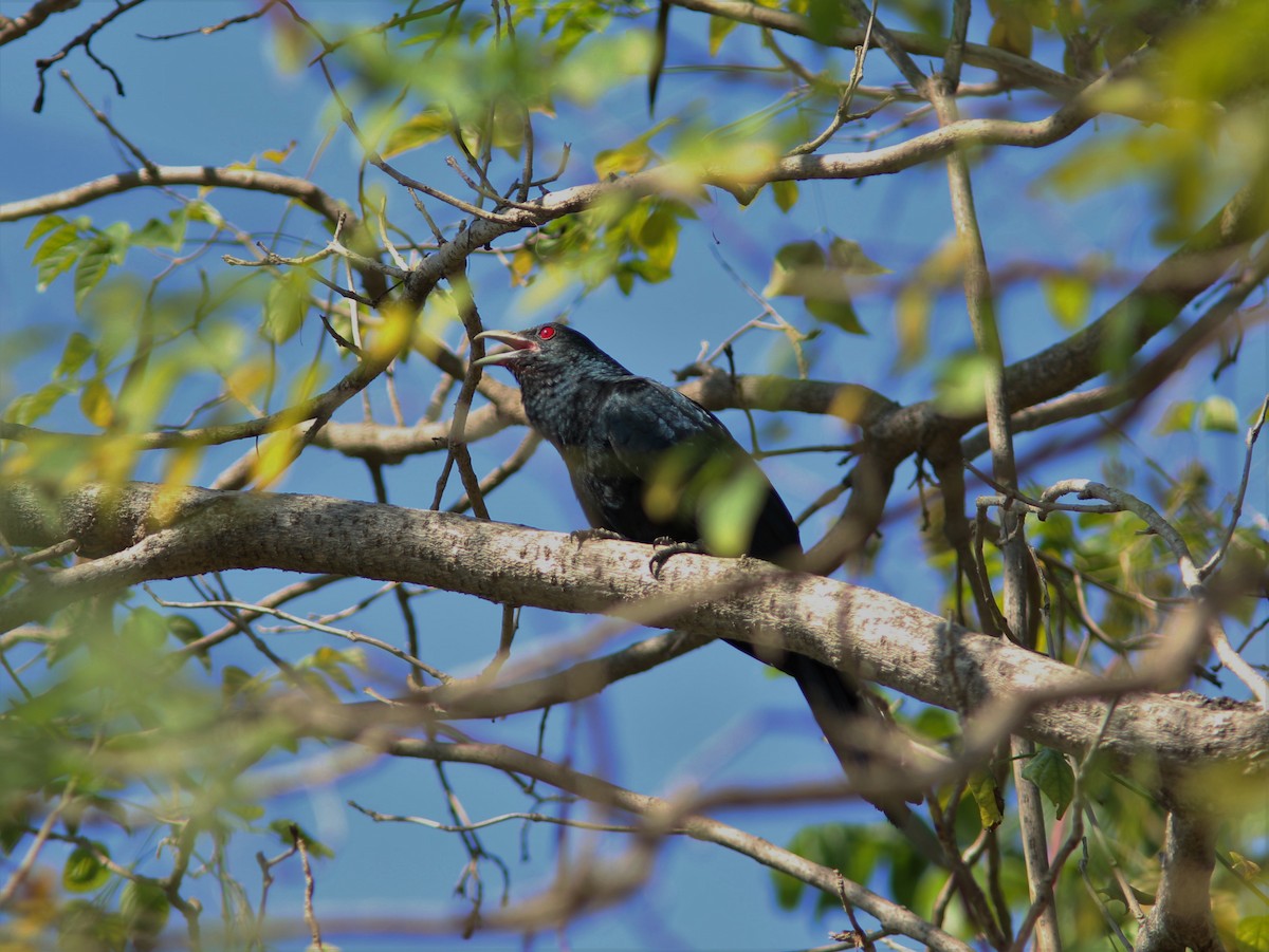 Asian Koel - Jacob Everitt