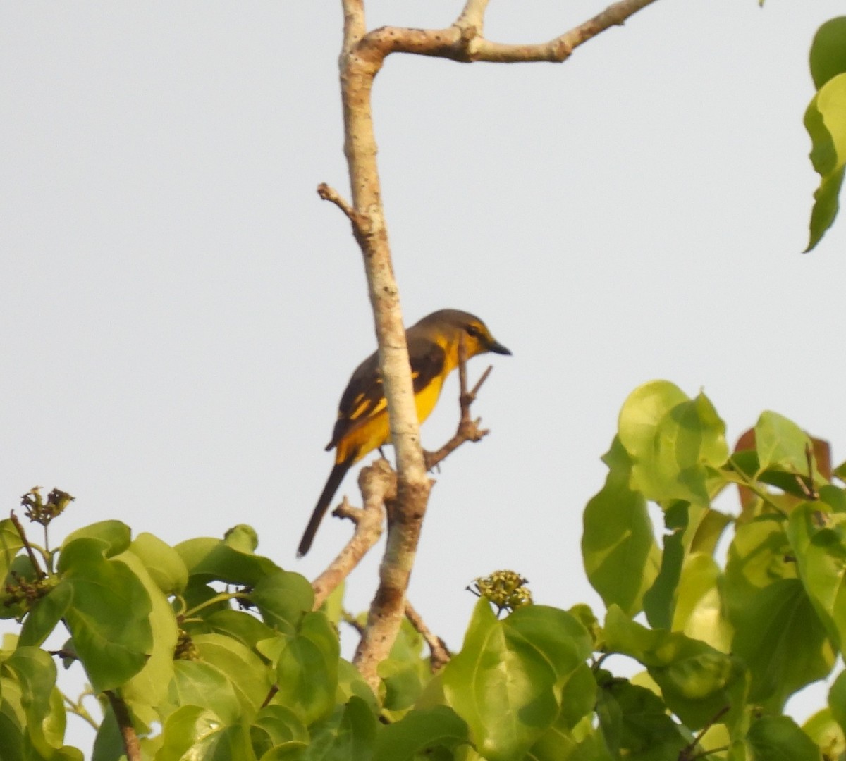 Orange Minivet - ML552032841