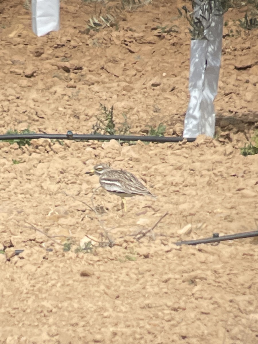 Эгэл шарандан - ML552033351