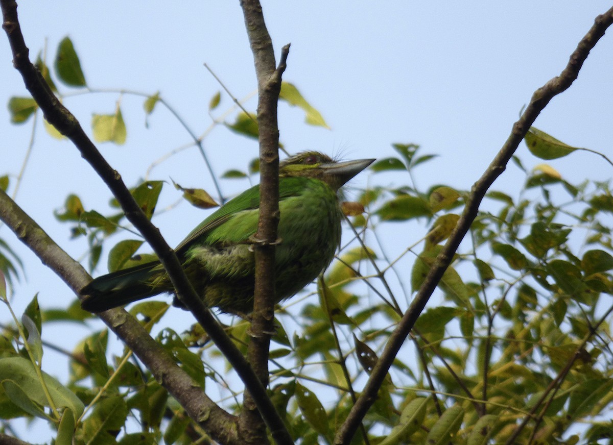 Grünohr-Bartvogel - ML552034471