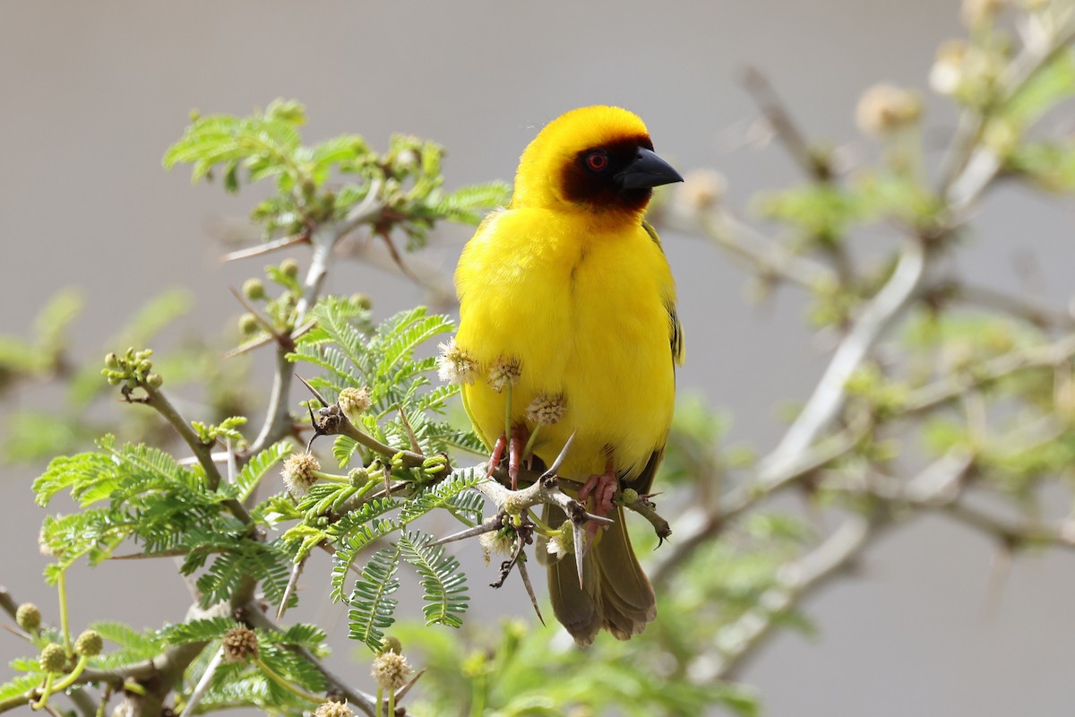 Rüppell's Weaver - Jacky Judas