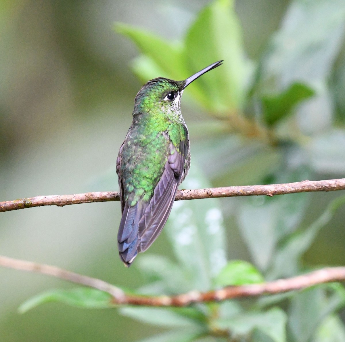 Talamanca Hummingbird - ML552034981
