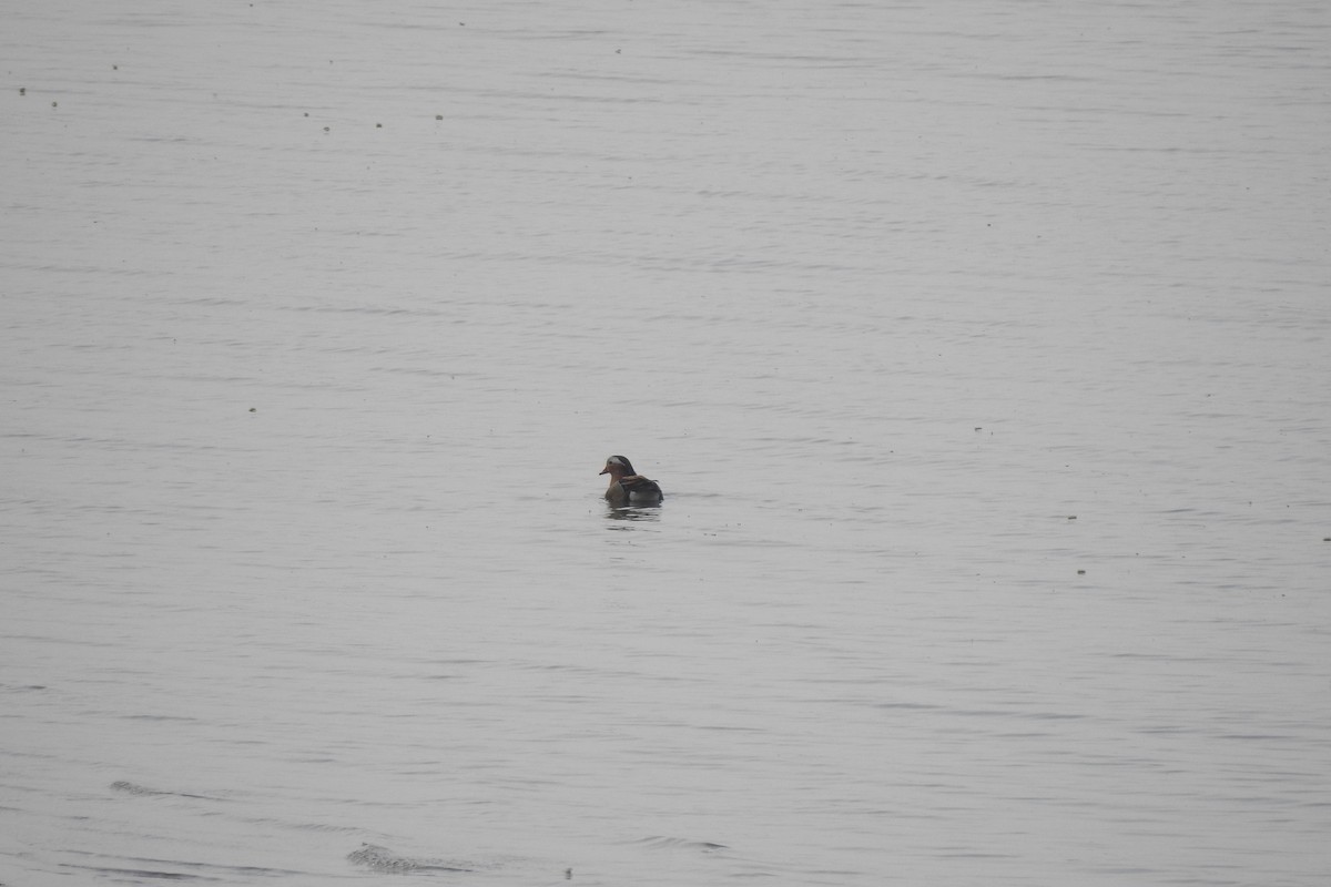 Mandarin Duck - ML552035501