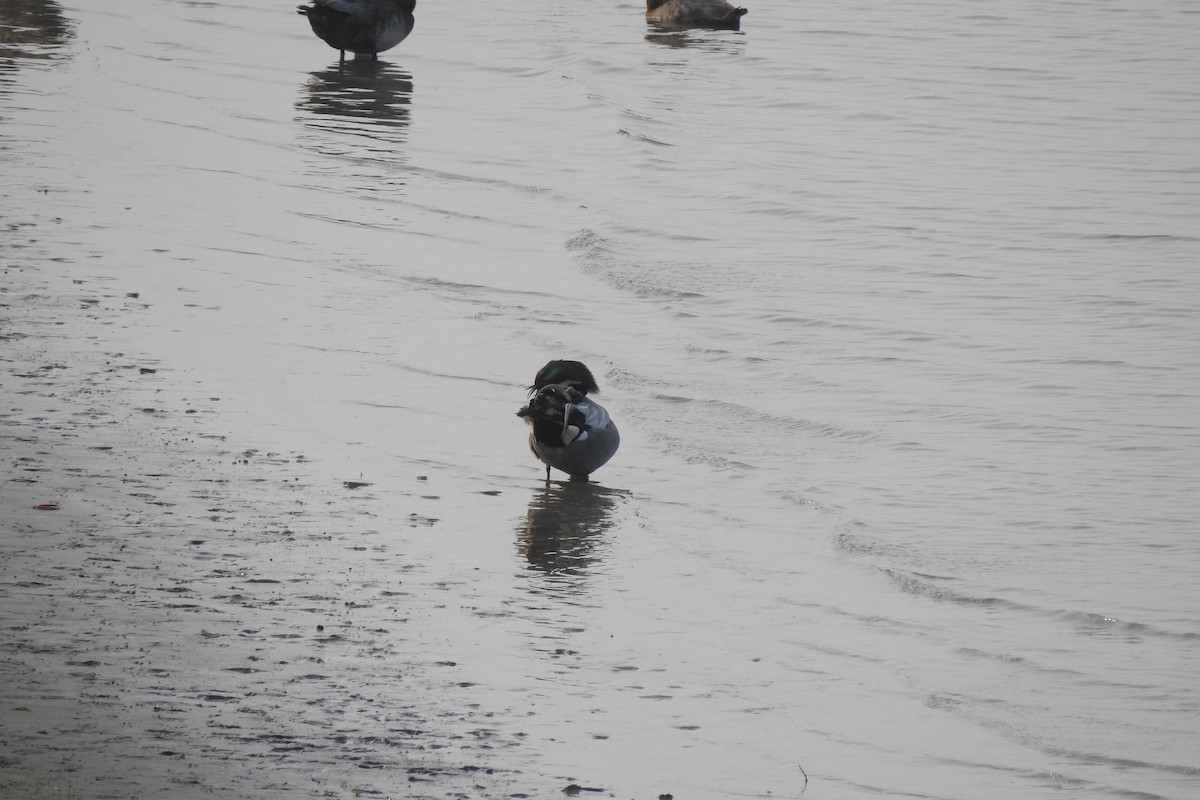 Falcated Duck - ML552035601