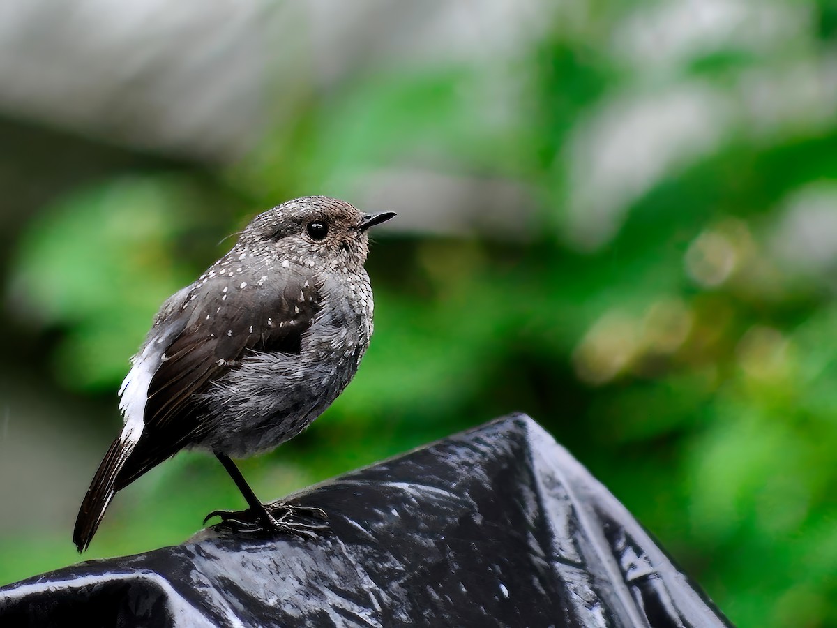 Plumbeous Redstart - ML552035981